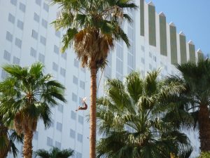 Commercial Palm Tree Trimming