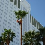 Commercial Palm Tree Trimming