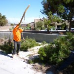 Affordable Tree Service @ The Water Reclamation District