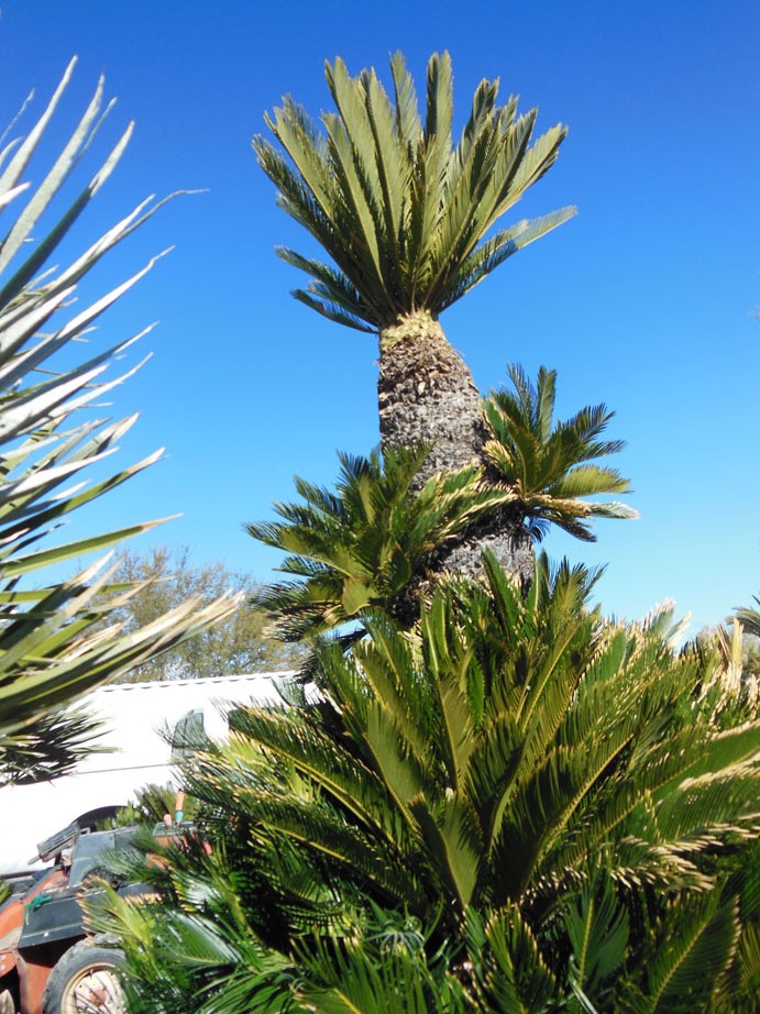 061 7ft Sago Palm « Affordable Tree Service, Las Vegas, NV