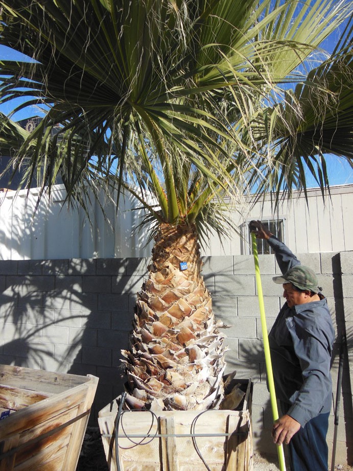 125 Affordable Tree Service