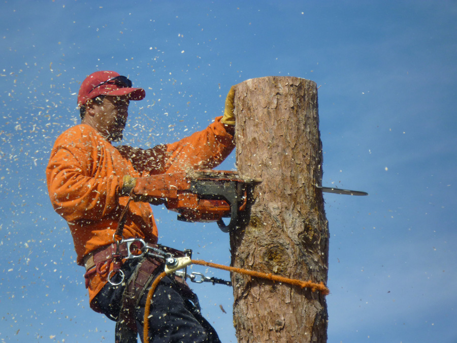 Affordable Tree Service Tree Removal