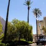 Affordable Tree Service @Luxor