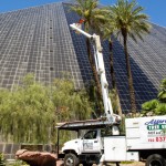 Affordable Tree Service @Luxor