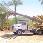 Affordable Tree Service Spade Truck