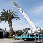 Affordable Tree Service